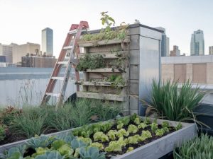 Les bénéfices de l’agriculture urbaine pour vos locaux : comment installer un potager sur le toit de vos bureaux